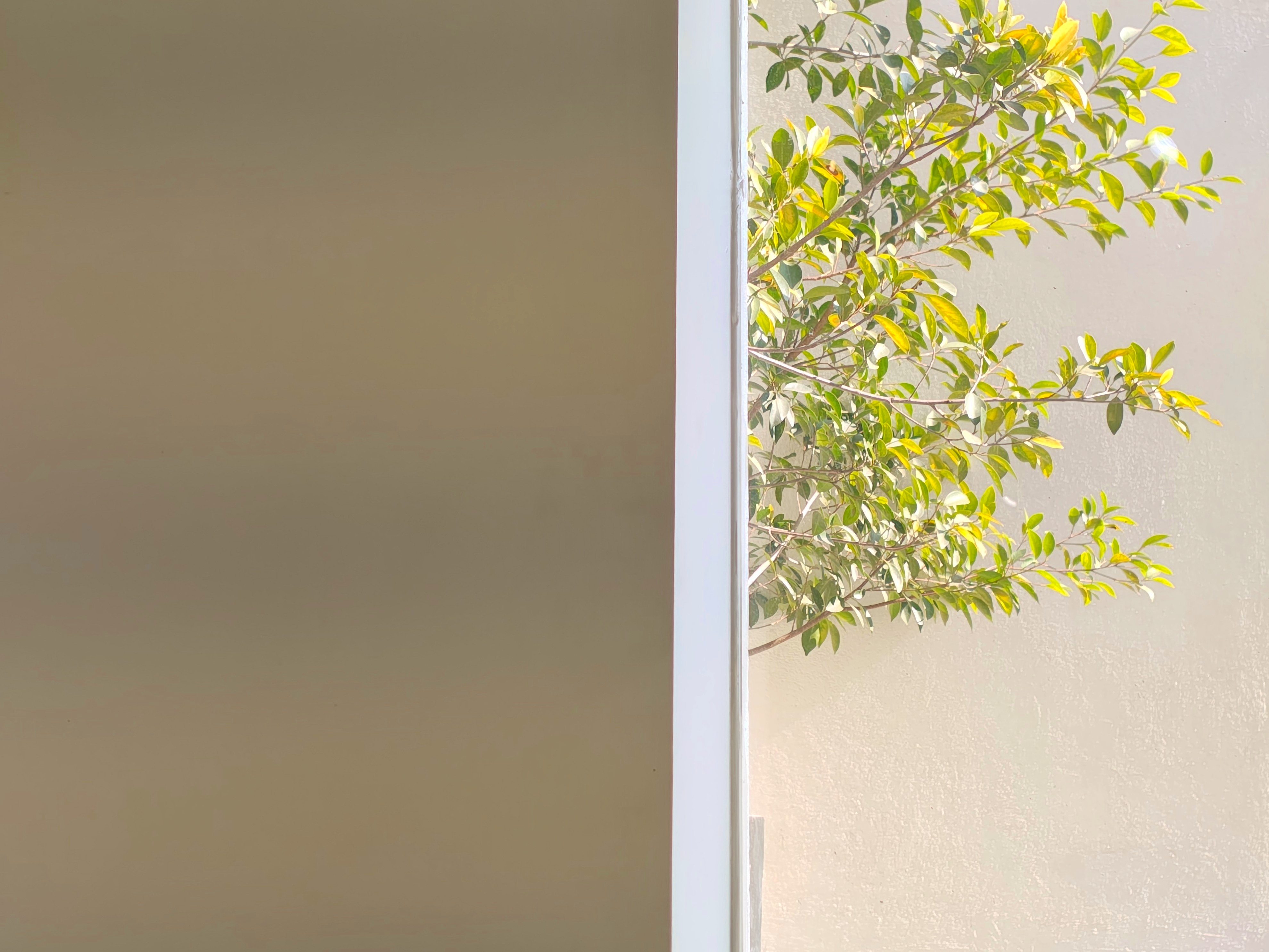 birdsongfortheconfined